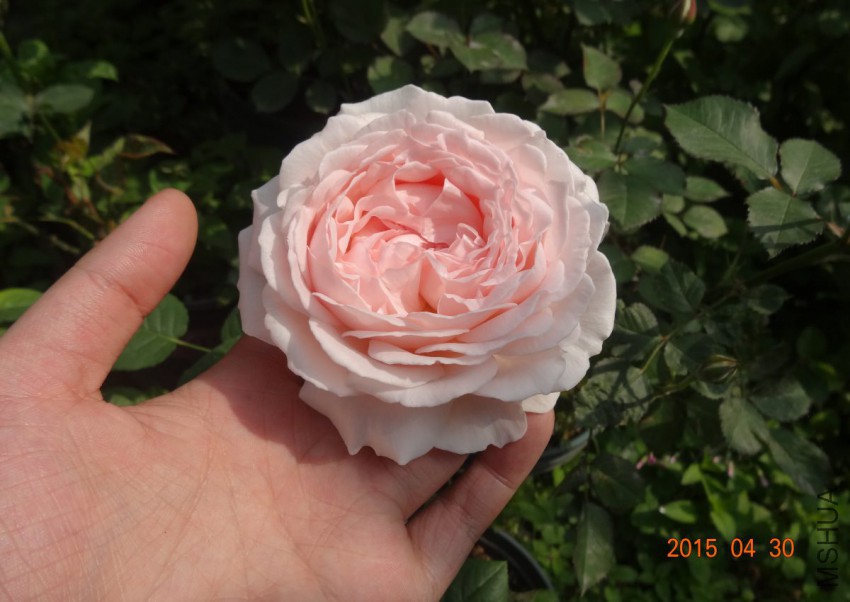DSC06527.jpg