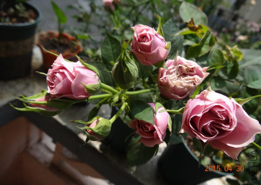 DSC06543.jpg