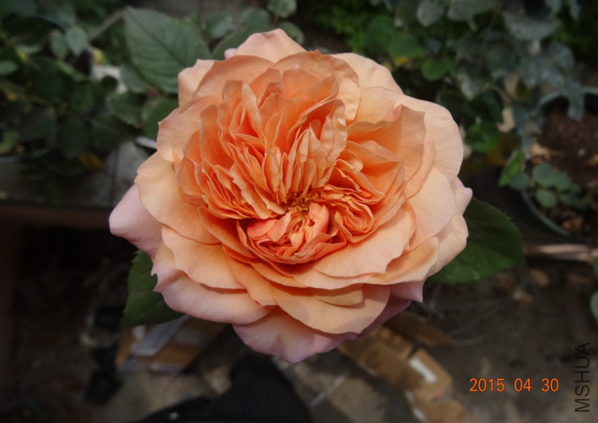 DSC06542.jpg