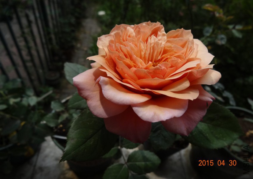 DSC06540.jpg
