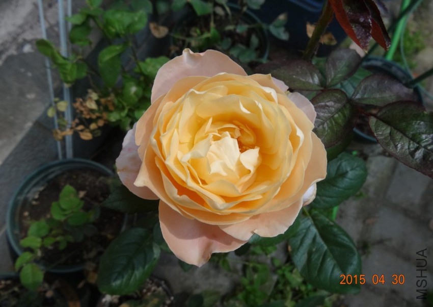 DSC06534.jpg