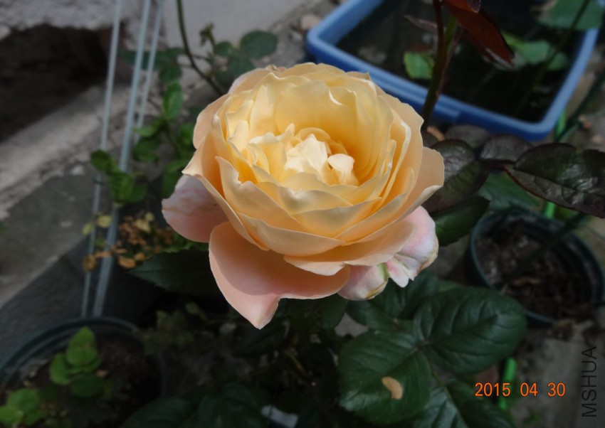 DSC06533.jpg