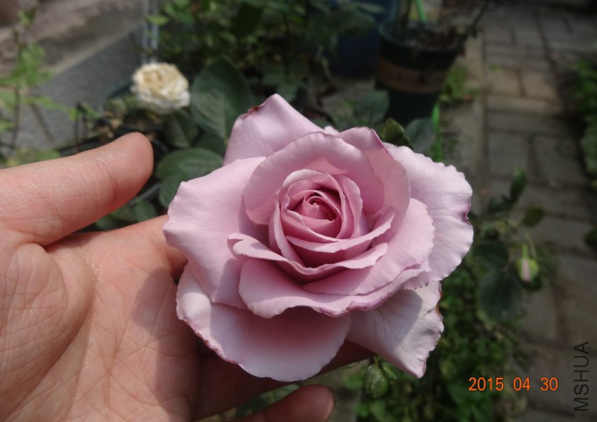 DSC06532.jpg
