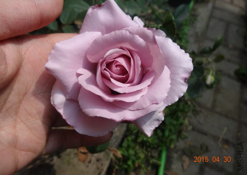 DSC06531.jpg