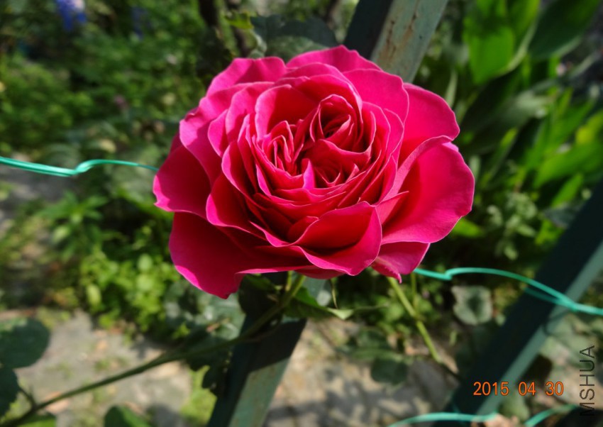 DSC06524 - ����.jpg