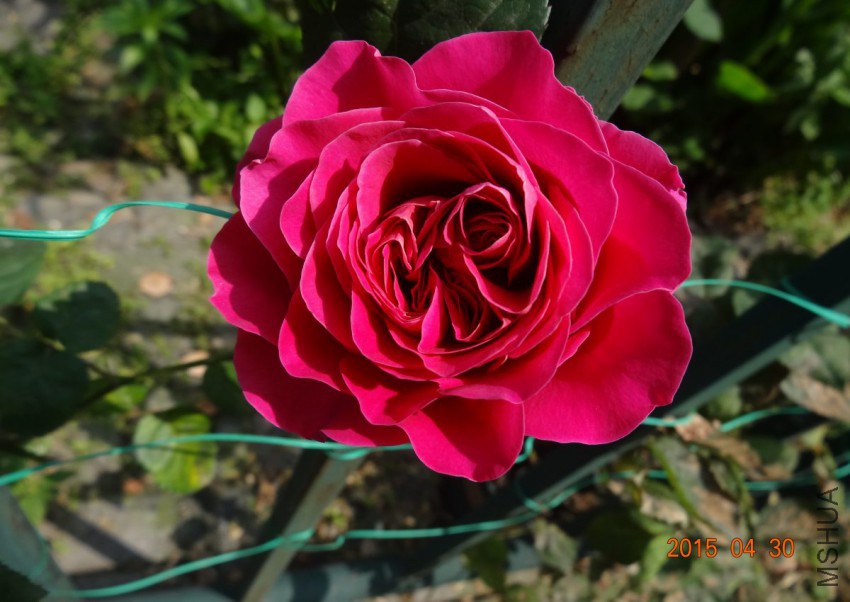 DSC06523 - ����.jpg