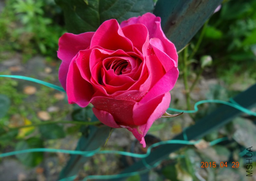 DSC06501 - ����.jpg