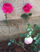 QQͼƬ20150430125951.jpg
