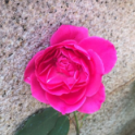 QQͼƬ20150430130831.jpg