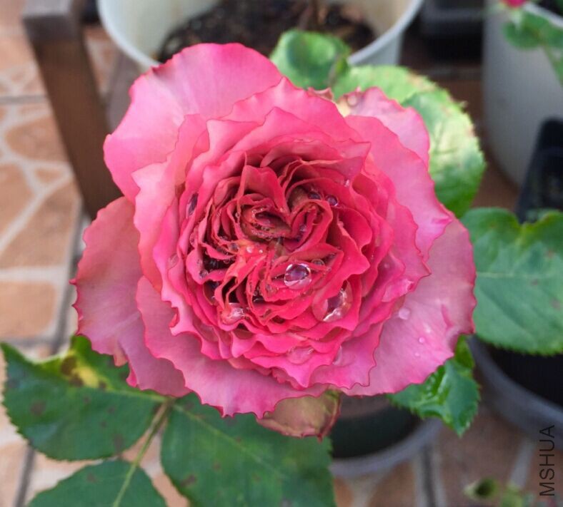Ӣ�׽���