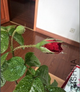 QQ��ͼ20150430144506.png