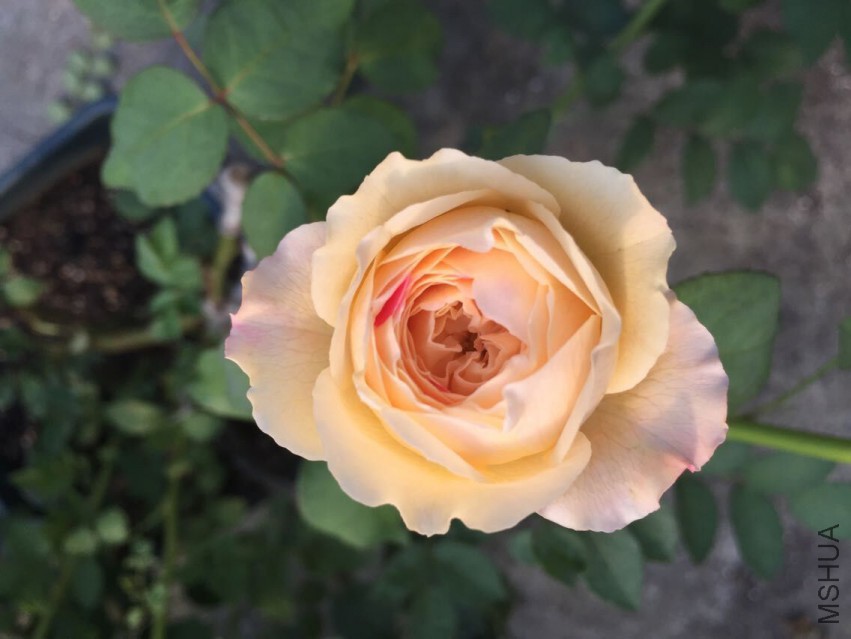 QQͼƬ20150430160651.jpg