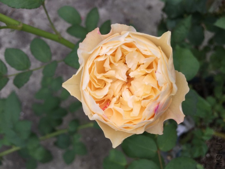 QQͼƬ20150430160713.jpg