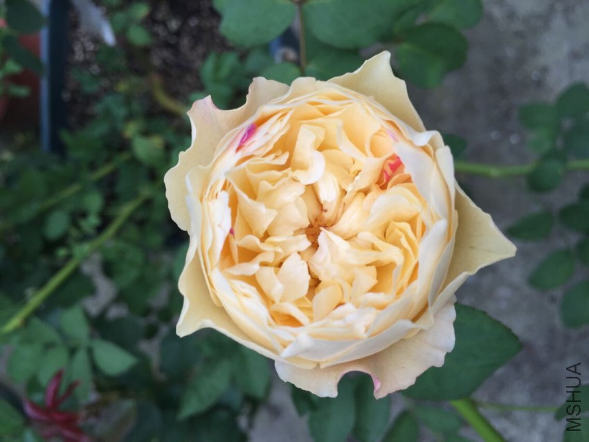QQͼƬ20150430160717.jpg