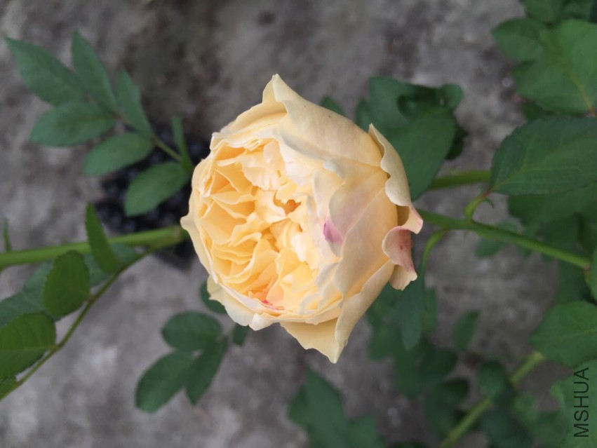QQͼƬ20150430160721.jpg
