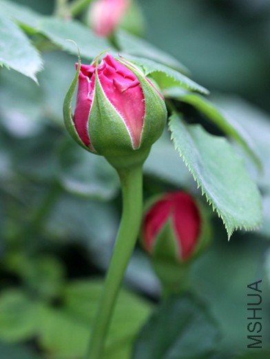 IMG_3715.jpg