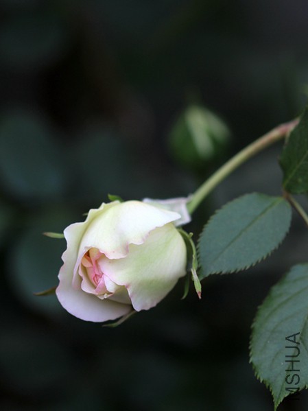 IMG_3722.jpg