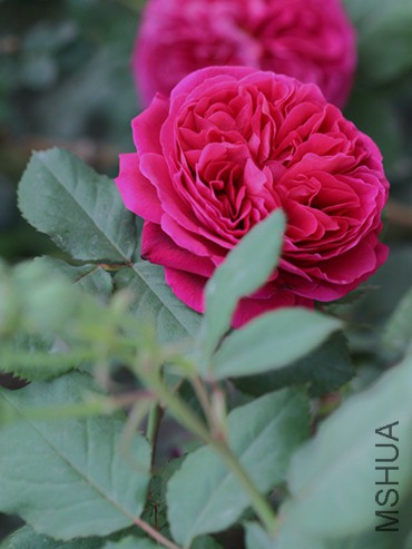 IMG_3655.jpg