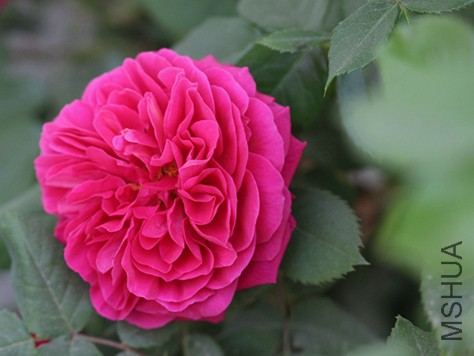 IMG_3684.jpg