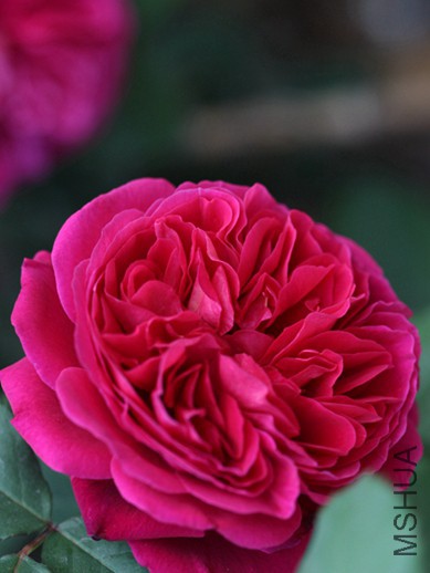 IMG_3685.jpg