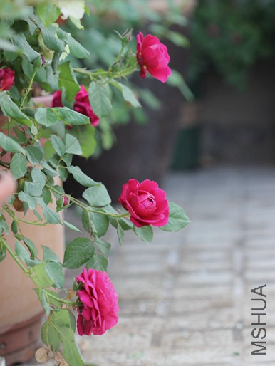 IMG_3689.jpg