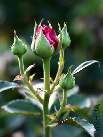 IMG_3707.jpg