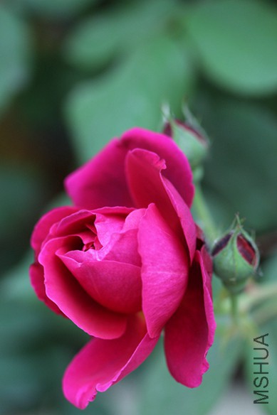 IMG_3720.jpg