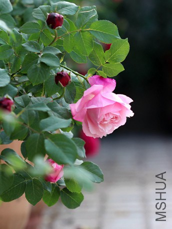 IMG_3748.jpg