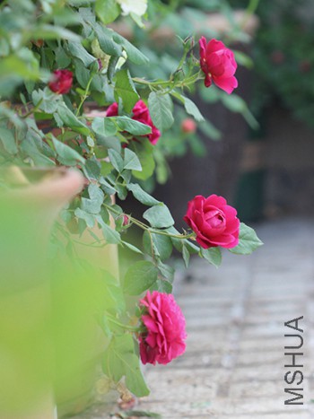 IMG_3750.jpg