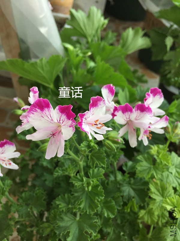 IMG_1311_����.jpg