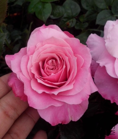 ��4.JPG