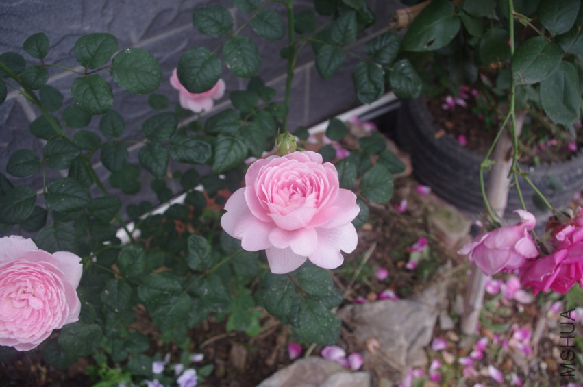 IMGP2682-.jpg
