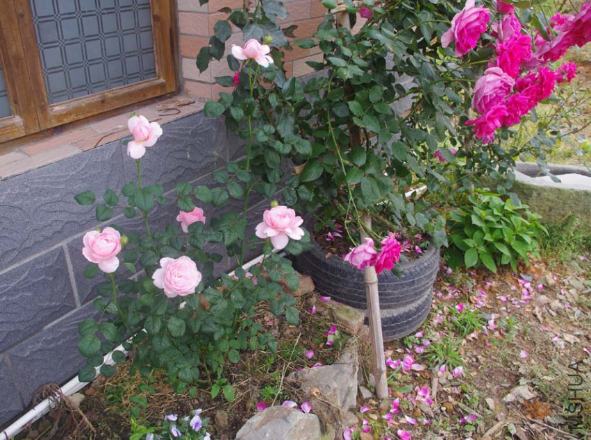 IMGP2686-.jpg
