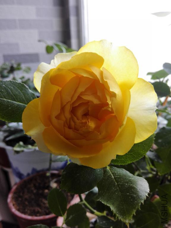 IMG_20150429_064554.jpg