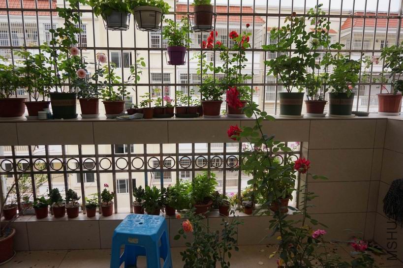 ������С ������С DSC00688.JPG