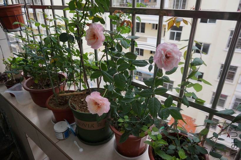 ������С ������С DSC00684.JPG