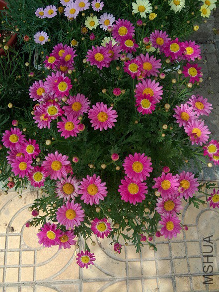 IMG20150430141335.jpg