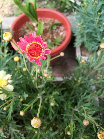 IMG20150430141403.jpg