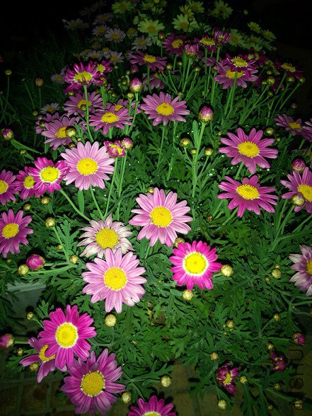 IMG20150430214945.jpg