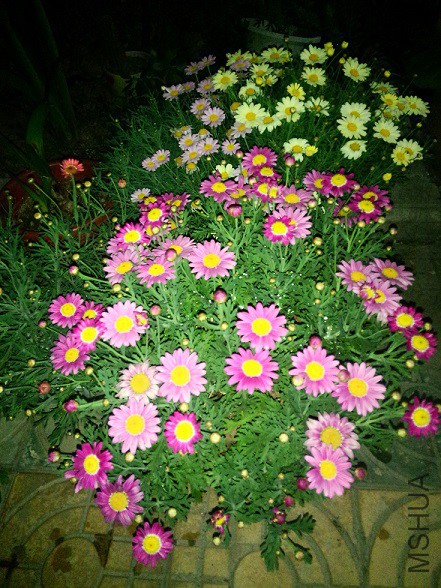 IMG20150430215012.jpg
