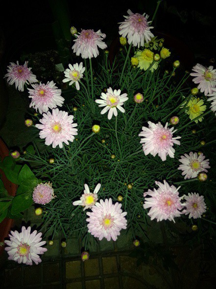 IMG20150430215053.jpg