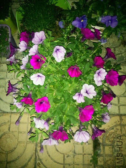 IMG20150430215235.jpg