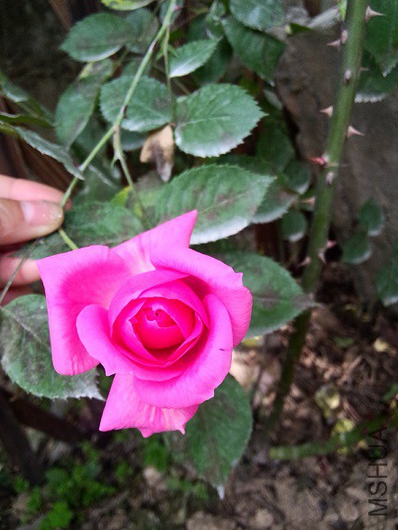 IMG20150430141601.jpg