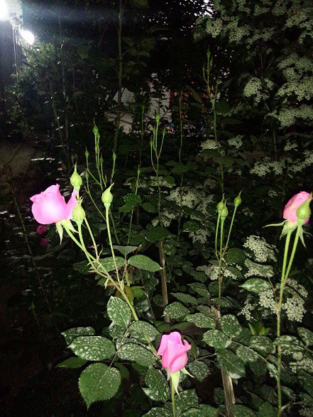IMG20150430220928.jpg