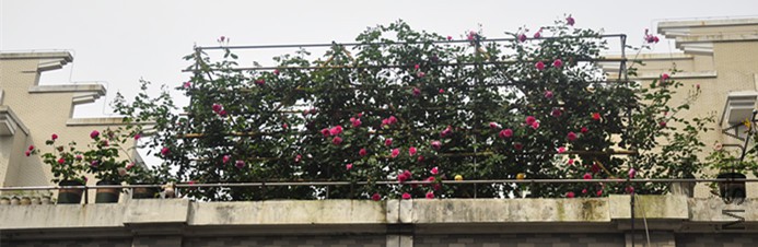 _DSC0056.JPG