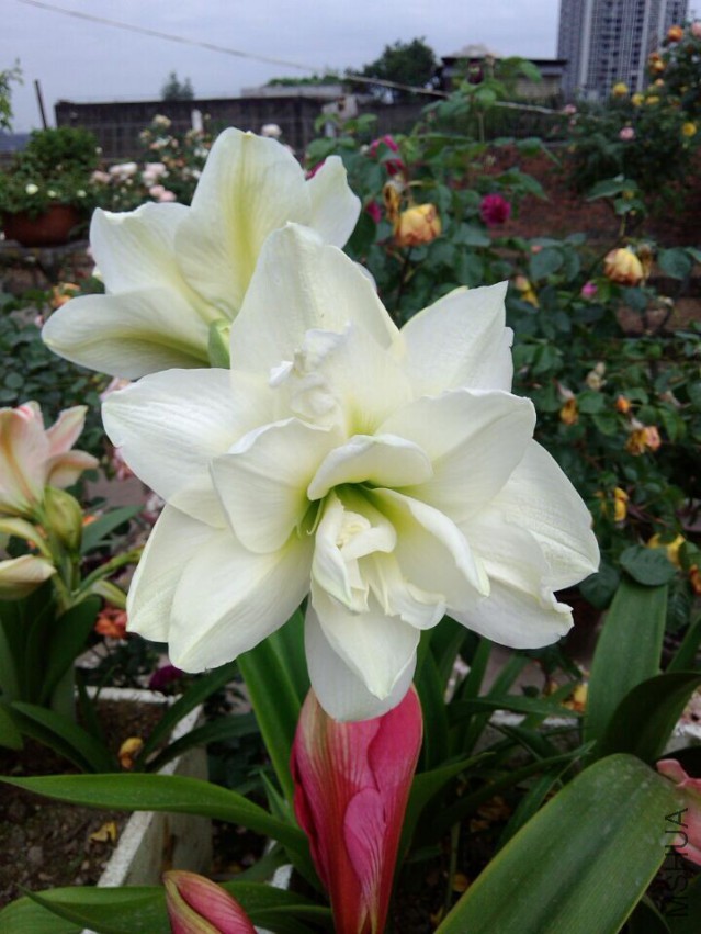 QQͼƬ20150501101013.jpg
