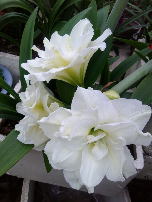 QQͼƬ20150501101025.jpg