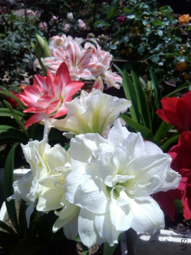 QQͼƬ20150501101031.jpg