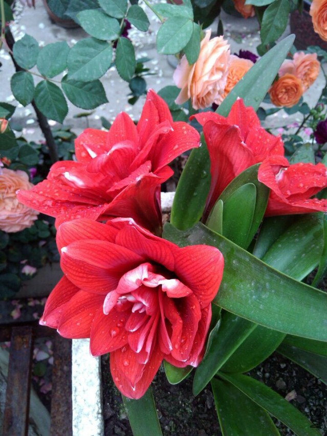 QQͼƬ20150501101036.jpg
