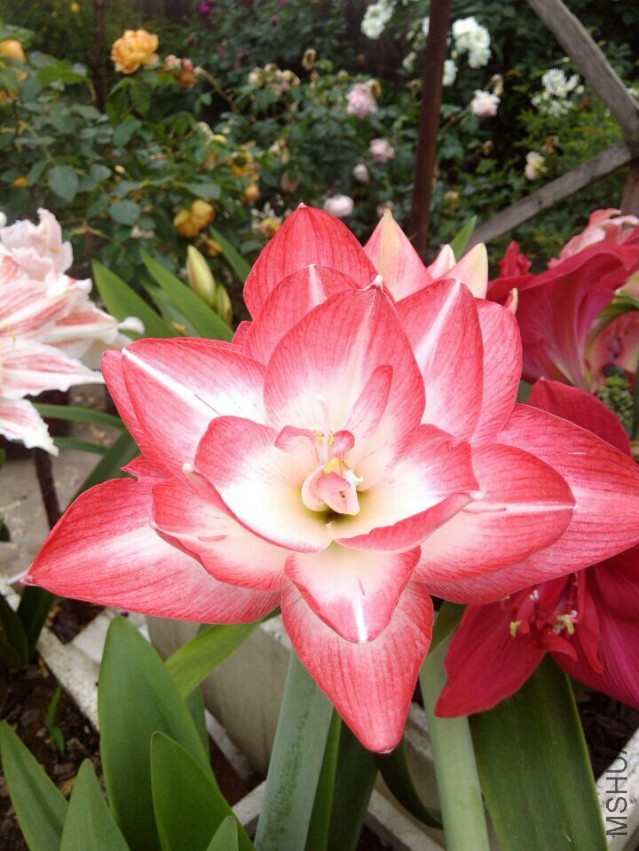 QQͼƬ20150501101107.jpg